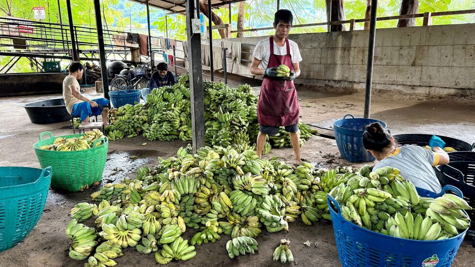 In der «Elefantenküche» werden täglich Tausende Bananen für die Tiere vorbereitet.