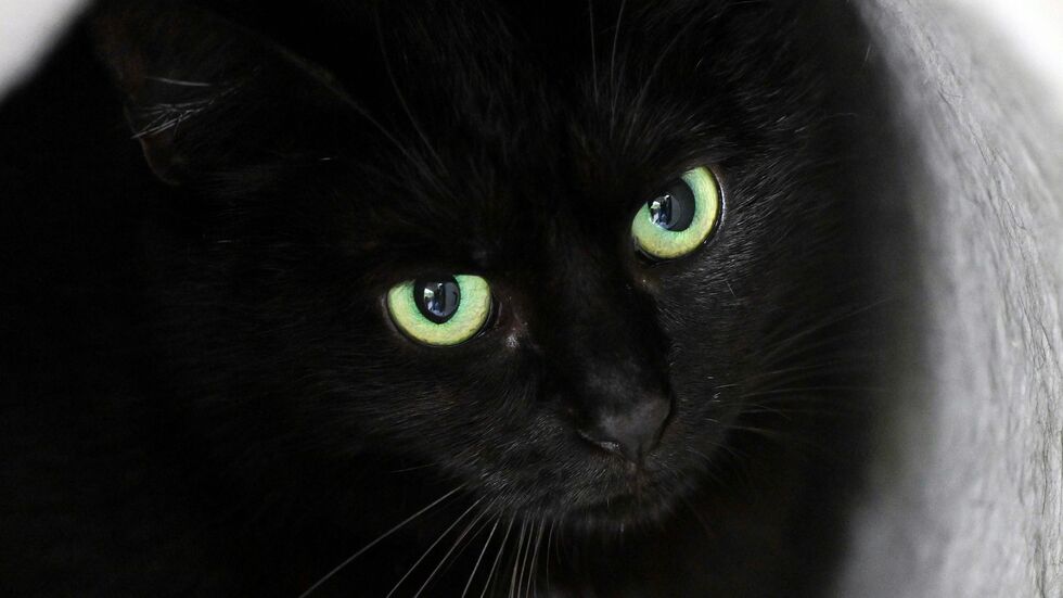 Bis zum 1. November dürfen im städtischen Tierheim der katalanischen Gemeinde keine schwarzen Katzen vermittelt werden. (Symbolbild)