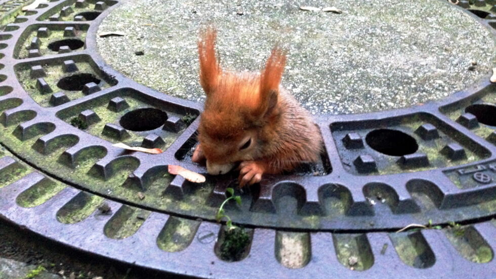 (Fotos: Tierret­tung München/dpa) (Fotos: Tierrettung München/dpa)