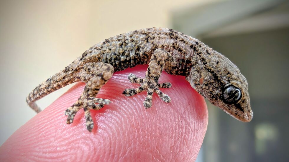 Diesen Gecko fand eine Frau aus Polen in einer Packung Rucola-Salat aus dem Supermarkt.