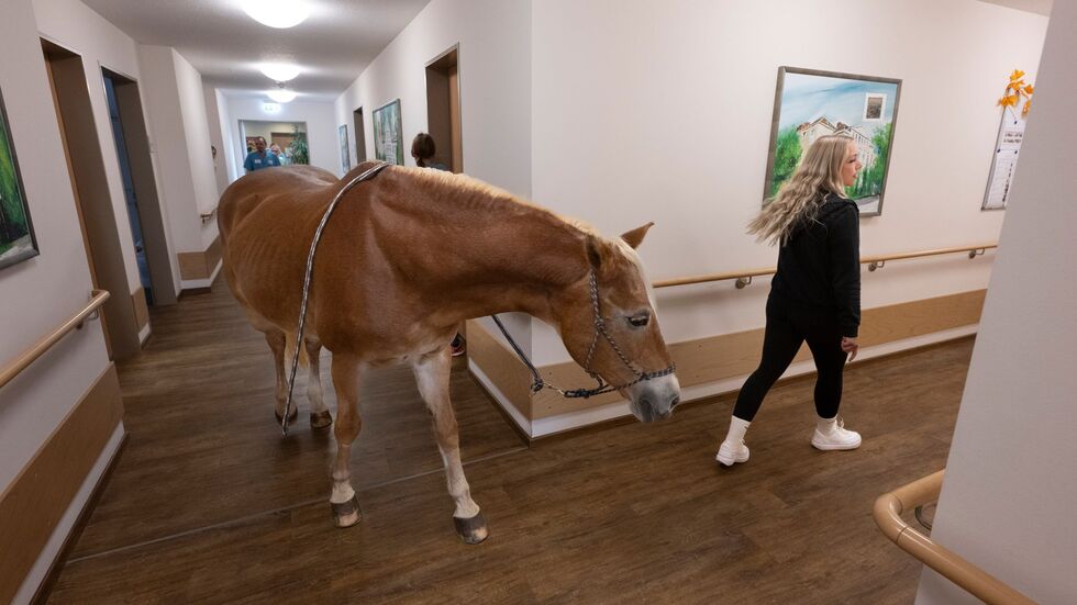 Besitzerin Plaßmeier trainiert mit ihrem Pferd für die Besonderheiten im Pflegeheim. Besitzerin Plaßmeier trainiert mit ihrem Pferd für die Besonderheiten im Pflegeheim.