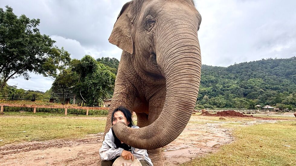 Mit ihren Rüsseln scheinen die Elefanten ihre Retterin zärtlich zu streicheln.