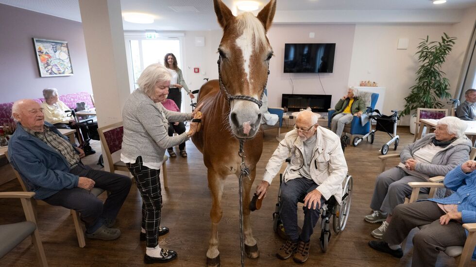 Geduldig lässt sich die Haflinger-Stute striegeln. Geduldig lässt sich die Haflinger-Stute striegeln.