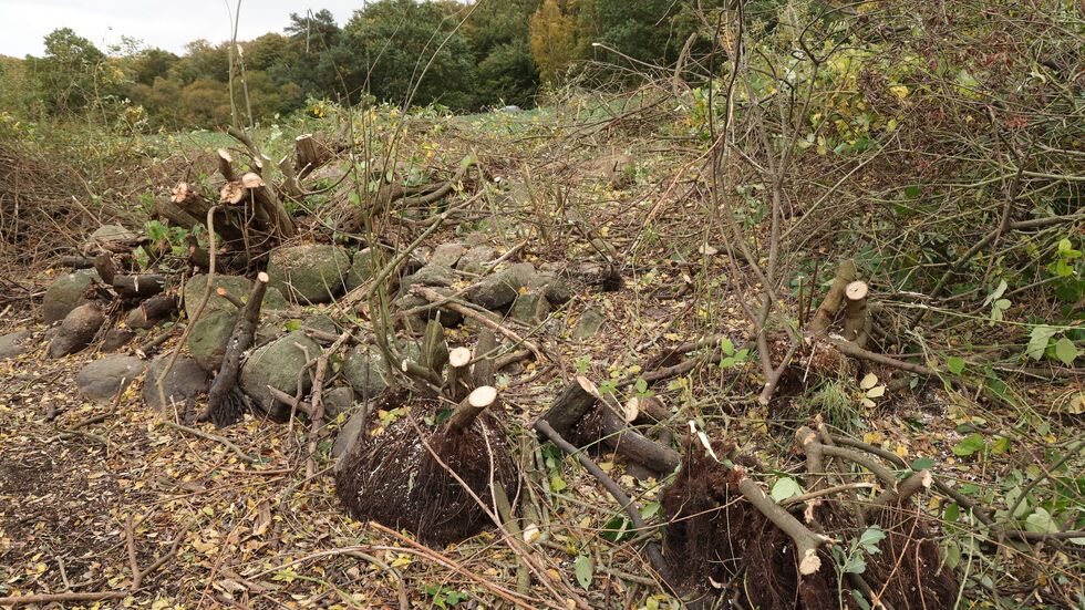 Einsatzkräfte entfernten bei der Spurensuche auch ein Gebüsch neben einem Tümpel. Einsatzkräfte entfernten bei der Spurensuche auch ein Gebüsch neben einem Tümpel.