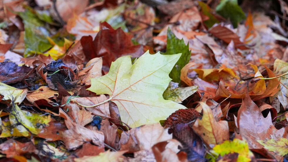 Der «Goldene Herbst» kam kaum zum Vorschein - die Sonne schien deutlich zu wenig. 