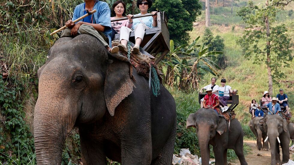 Noch immer werden Elefanten in Thailand für Touristenritte ausgebeutet - aber immer mehr Camps steigen auf eine tierfreundlichere Behandlung um. (Archivbild)