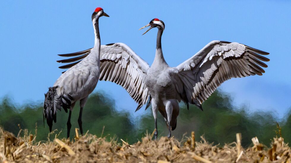 Das Virus befällt auch Kraniche. (Symbolbild)