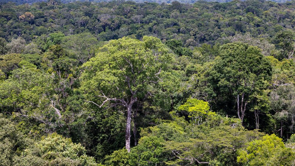 Bedroht: Ein Baum steht im Regenwald in Brasilien. (Archivbild)