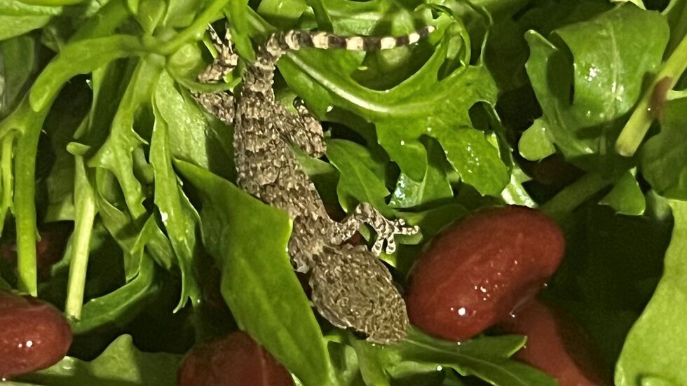 Es handelt sich um einen jungen Mauergecko.