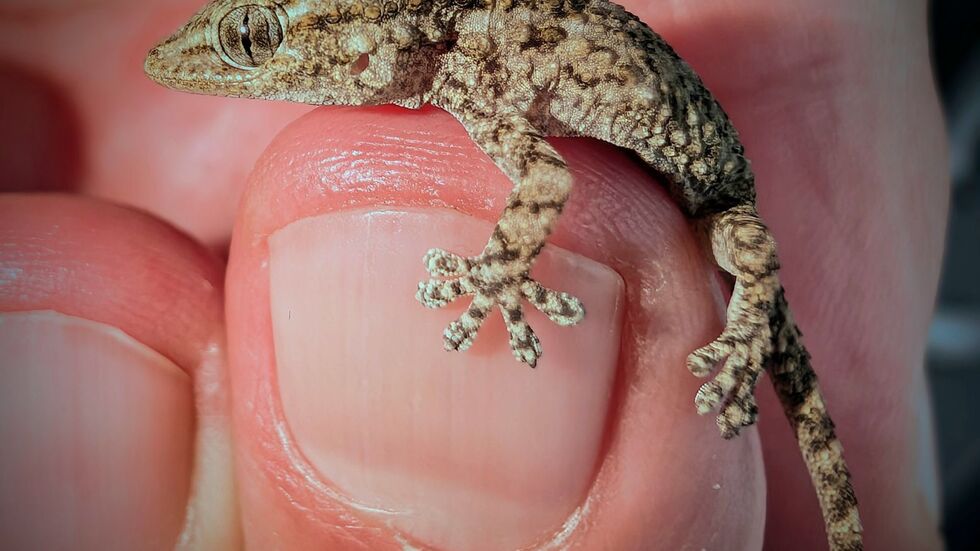 Diesen Gecko fand eine Frau aus Polen in einer Packung Rucola-Salat aus dem Supermarkt.