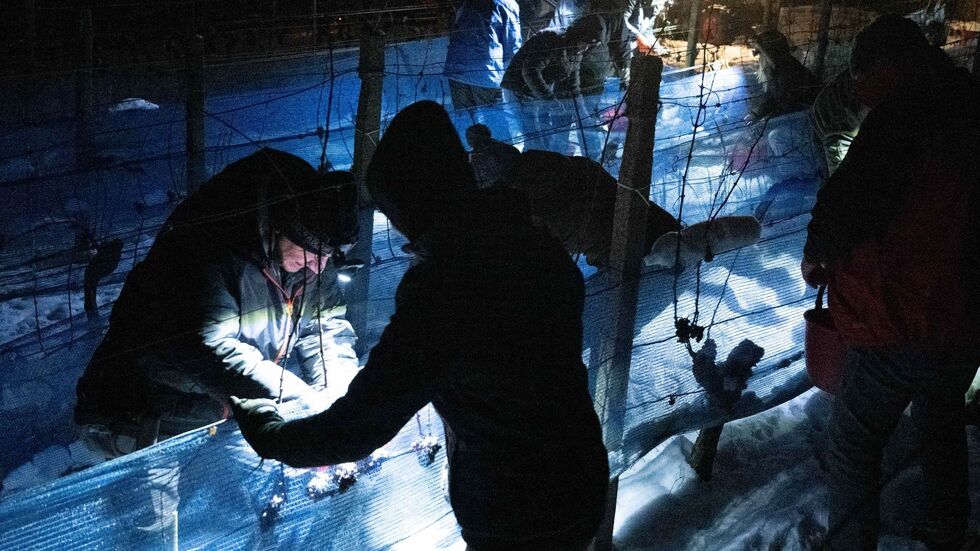 Am wurde im Elbtal wieder Eiswein gelesen. (Archivbild)