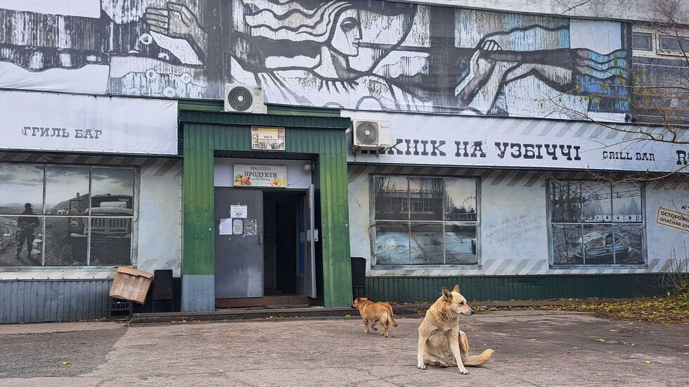 Tagelang berichteten internationale Medien über «blaue Hunde» in Tschernobyl. Im radioaktiv belasteten Sperrgebiet bezeichnet man die Berichte als Unsinn. Tagelang berichteten internationale Medien über «blaue Hunde» in Tschernobyl. Im radioaktiv belasteten Sperrgebiet bezeichnet man die Berichte als Unsinn.