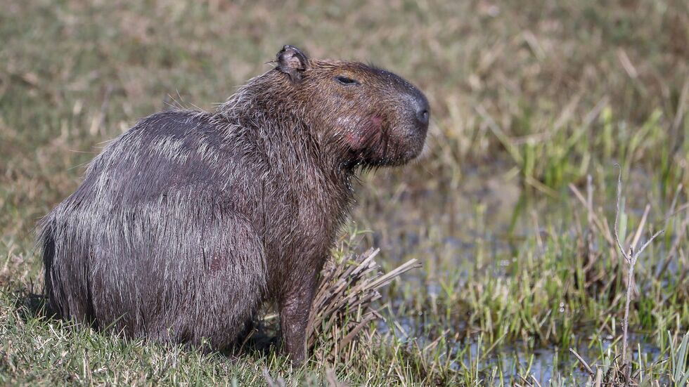 Capybara und andere Wildtiere wurden bei der Operation beschlagnahmt. (Archivbild)