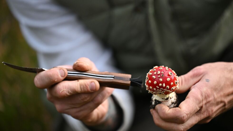 Schmid putzt die Pilze bereits im Wald.