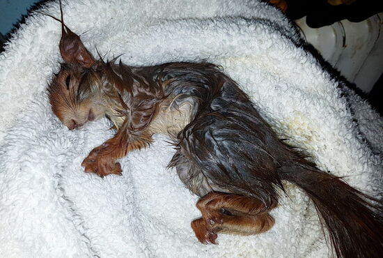 eichhörn­chen3_01.jpg (Fotos: Tierret­tung München/dpa)