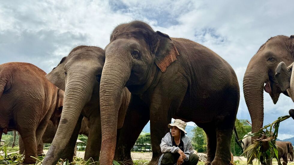 Völlig ohne Angst sitzt Lek oft unter den tonnenschweren Körpern ihrer Schützlinge.