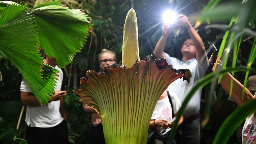 Unbekannte haben die schwere Knolle des Titanenwurz gestohlen. (Archivbild) Unbekannte haben die schwere Knolle des Titanenwurz gestohlen. (Archivbild)
