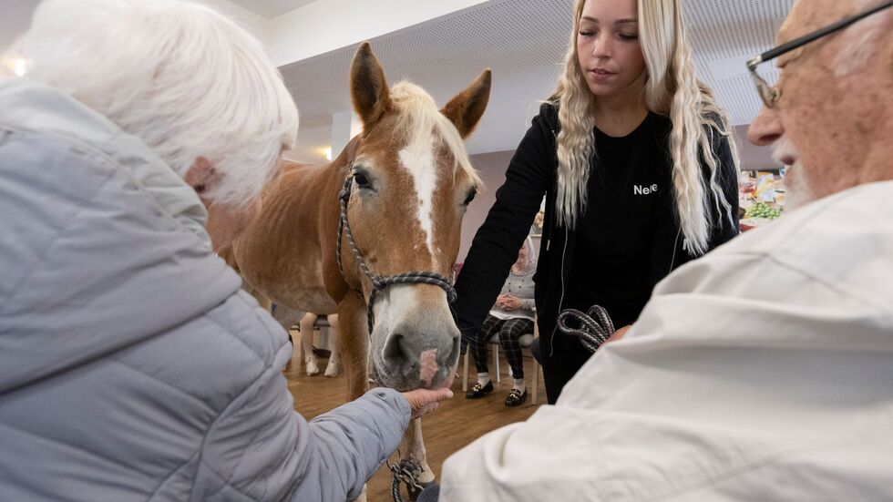 Die Bewohner können das Pferd füttern, streicheln und striegeln. Die Bewohner können das Pferd füttern, streicheln und striegeln.