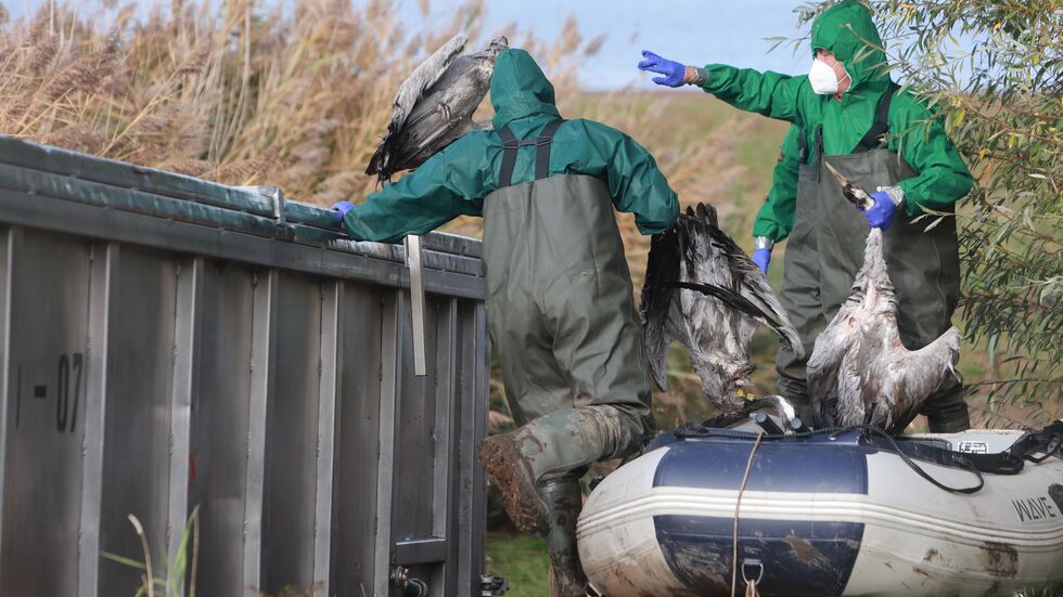 Kraniche verenden derzeit in großer Zahl an der Vogelgrippe. (Archivbild) Kraniche verenden derzeit in großer Zahl an der Vogelgrippe. (Archivbild)