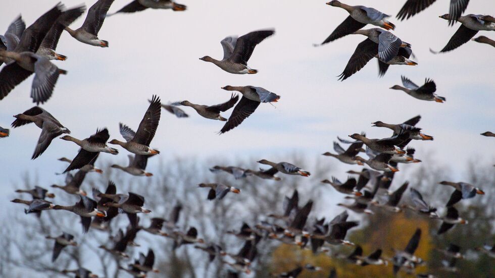 Mit dem Vogelzug erhöht sich alljährlich im Herbst die Gefahr, dass auch das Vogelgrippe-Virus eingeschleppt wird. (Symbolbild) Mit dem Vogelzug erhöht sich alljährlich im Herbst die Gefahr, dass auch das Vogelgrippe-Virus eingeschleppt wird. (Symbolbild)