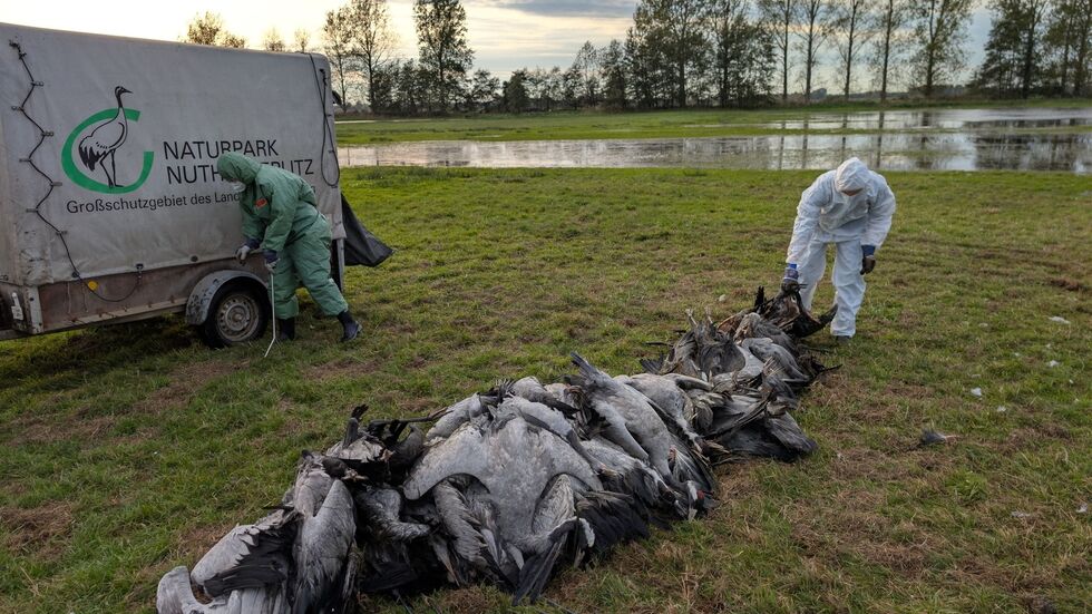 In den deutschen Rastgebieten der Kraniche sterben derzeit viele Tiere an der Vogelgrippe. In den deutschen Rastgebieten der Kraniche sterben derzeit viele Tiere an der Vogelgrippe.