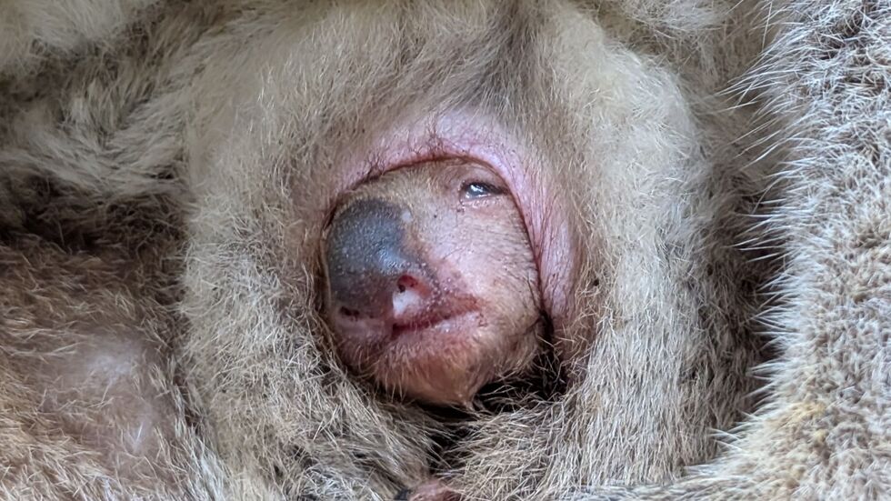 Hallo Welt! Im Dresdner Zoo schaut das Koala-Kind aus Mama Eerins Beutel