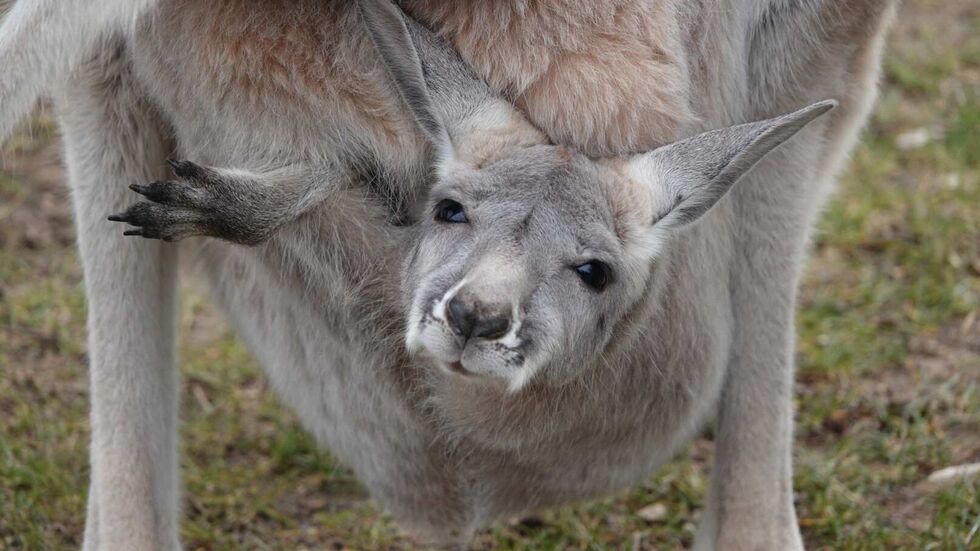 Dieses Känguru-Baby verzückt derzeit Pfleger und auch Besucher im Zoo Dresden.