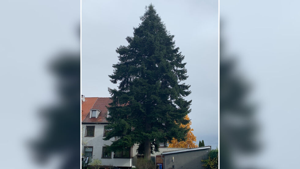 Noch steht die japanische Tanne in Altfranken im Vorgarten von Familie Junghanns Noch steht die japanische Tanne in Altfranken im Vorgarten von Familie Junghanns