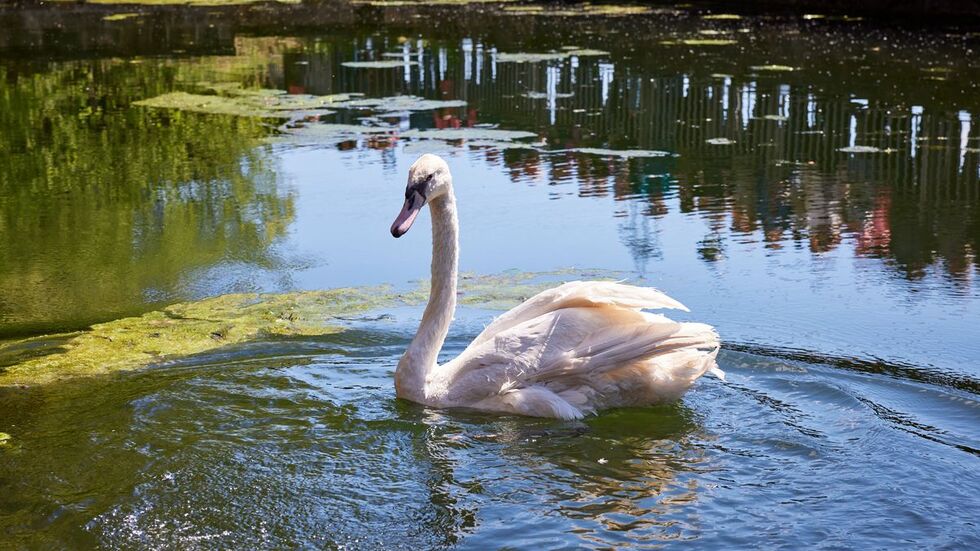 Auf dem Graupaer Schlossteich dreht jetzt Schwanhilde ihre Runden
