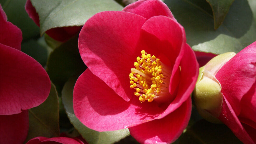 Ein leuchtend rotes Blütenmeer können die Gäste dann zur Hauptblüte im März erleben. Ein leuchtend rotes Blütenmeer können die Gäste dann zur Hauptblüte im März erleben.