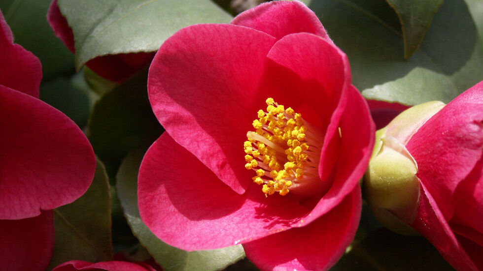 Eine einzelne Kamelienblüte.