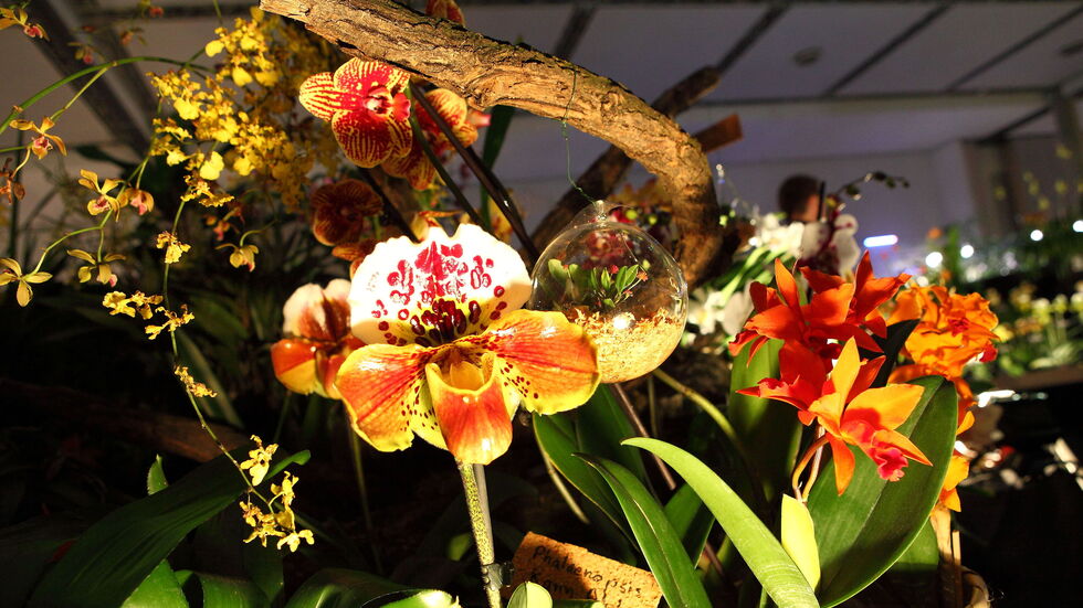 Hunderttausend Blüten aus aller Welt sind beeindruckend und abenteuerlich bei der Orchideenwelt in Halle 1 arrangiert.