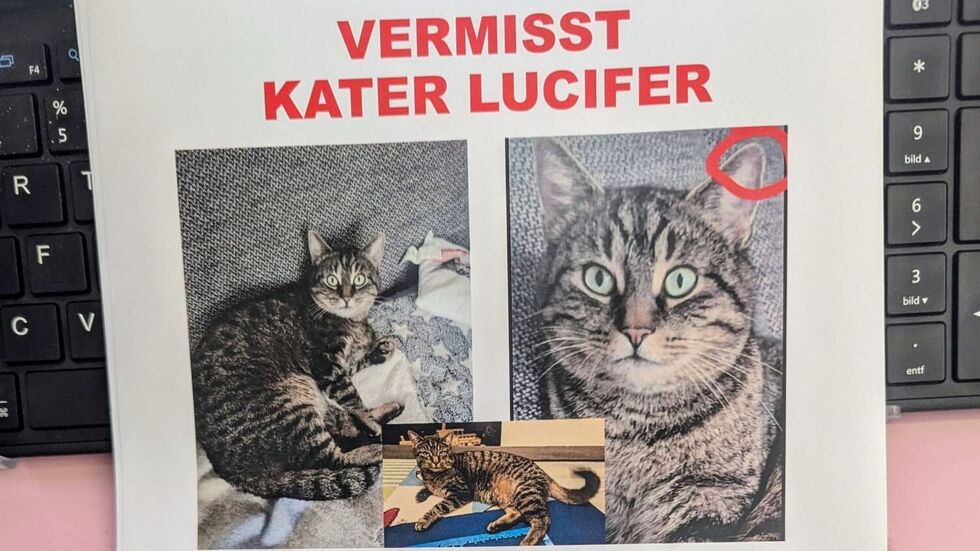 In Pirna wird Kater Lucifer vermisst