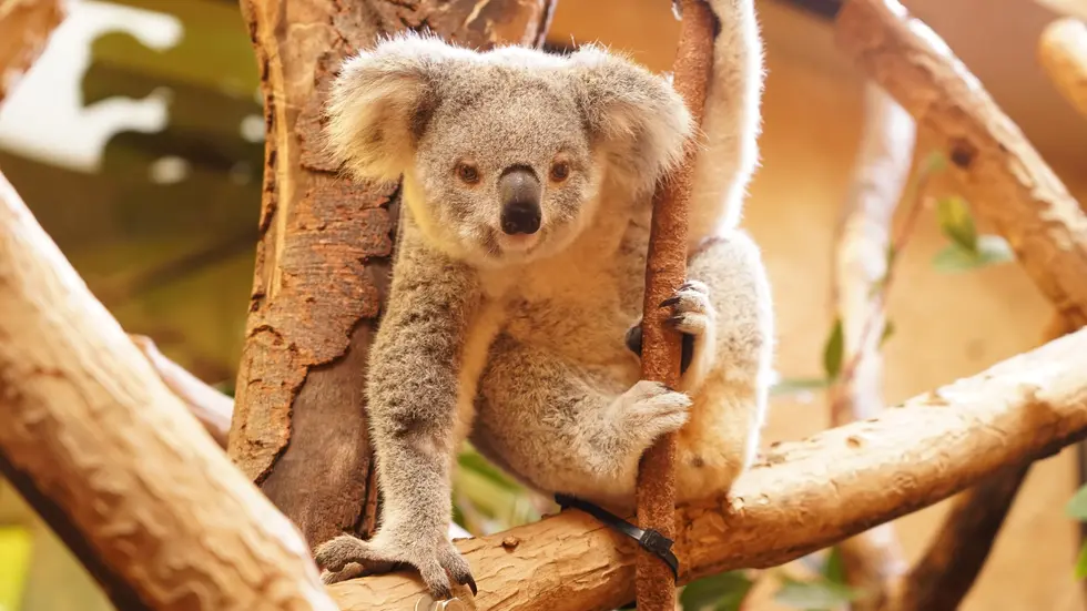 Kiri kam am 18. November 2024 zu Welt und ist das zweite bislang im Zoo Dresden geborene
Koala-Jungtier