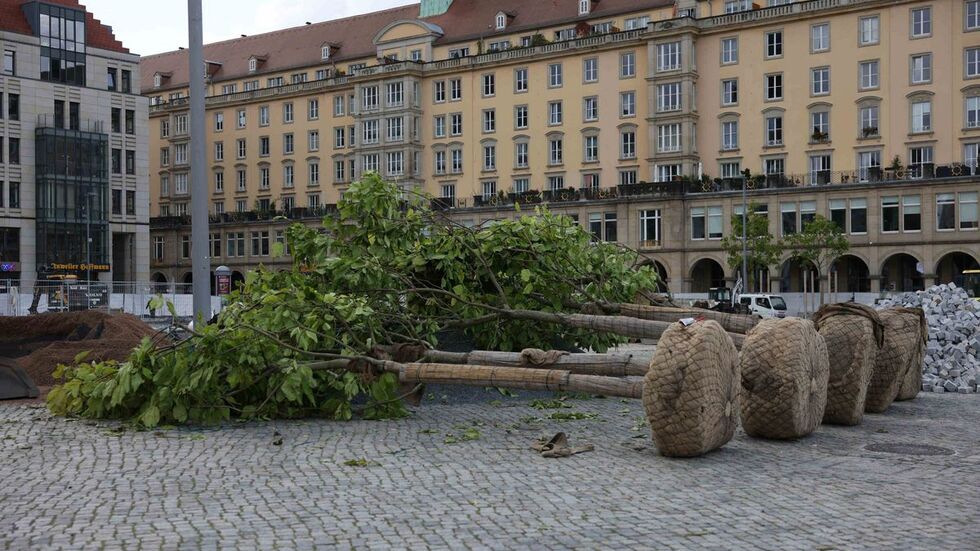 Die Bäume liegen zunächst auf dem Platz... Die Bäume liegen zunächst auf dem Platz...