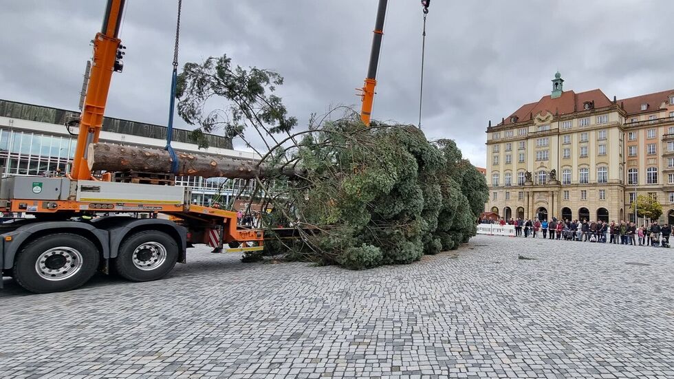 Der Baum wurde Samstagfrüh gegen 7 Uhr in Freital gefällt, Der Baum wurde Samstagfrüh gegen 7 Uhr in Freital gefällt,