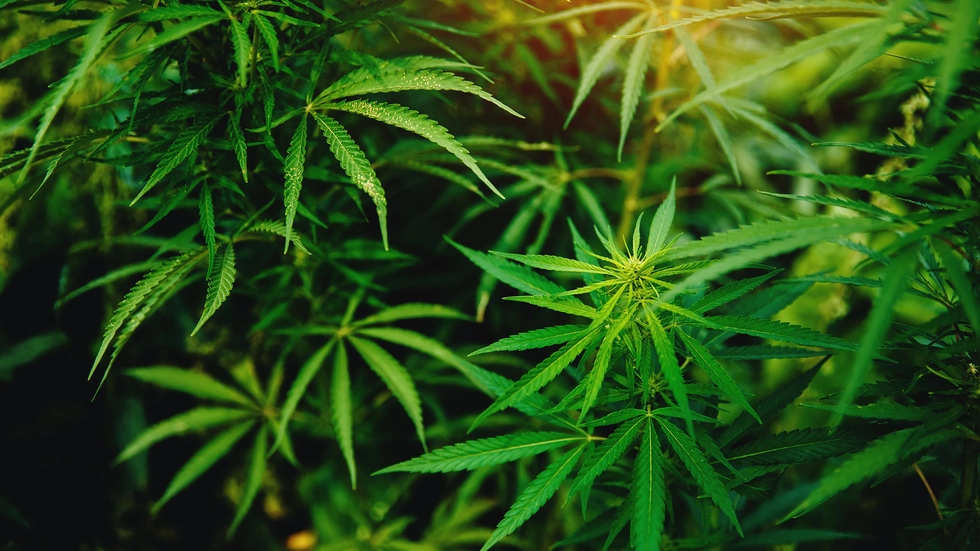 Der Duft von Cannabis hat einen mutmaßlichen Drogendealer in Dresden überführt. (Symbolbild)