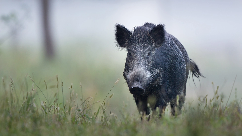 Zum Schutz vor der Afrikanischen Schweinepest werden entlang der B6 im Dresdner Norden Zäune errichtet. (Symbolbild) 