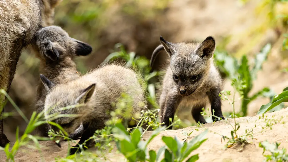 Aus der Wurfhöhle haben sich die Tierbabies schon herausgetraut Aus der Wurfhöhle haben sich die Tierbabies schon herausgetraut