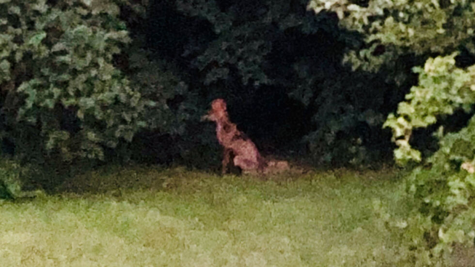 Fuchs in Laubegast. (Foto: privat)