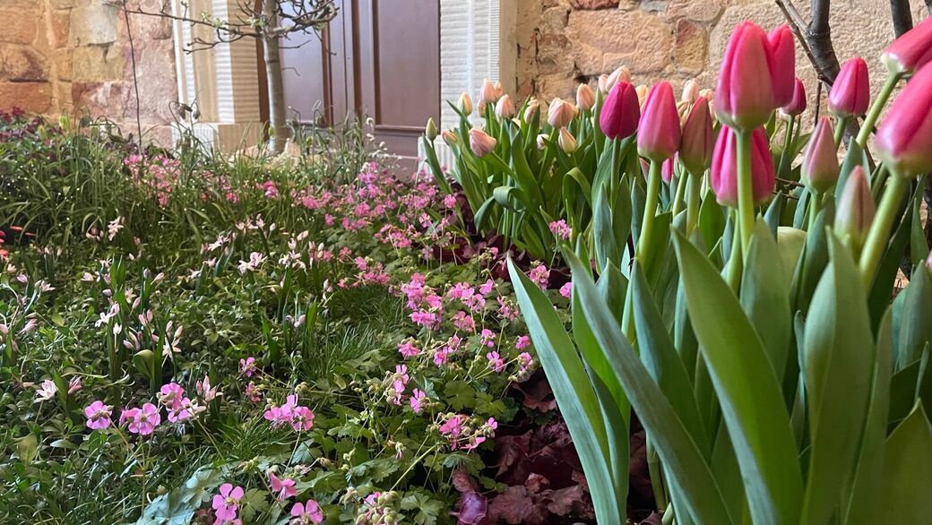 40.000 Frühblüher sind ab Freitag im Palais in Dresden zu sehen