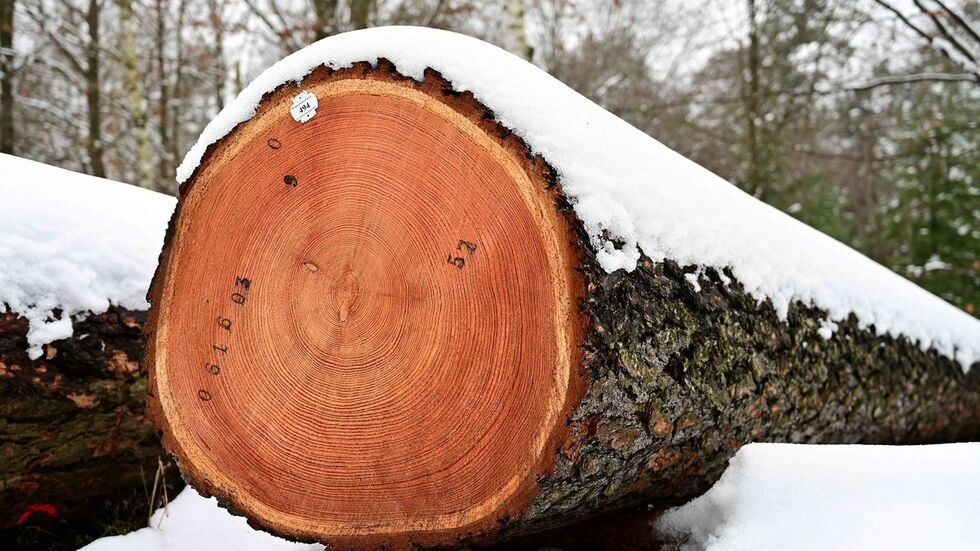 Auch hochwertige Nadelhölzer - wie die Lärche hier im Bild - wurden bei der Submission angeboten