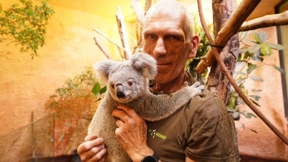 Tierpfleger Olaf Lohnitz wird die Koala-Dame nach Duisburg begleiten. Er kennt sie seit sie erstmals im Mai 2025 aus dem Beutel blinzelte