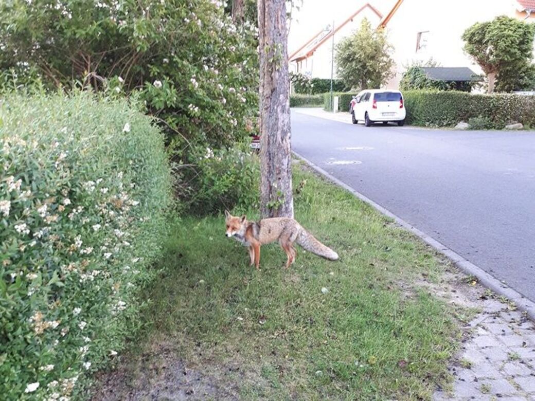 In Gönnsdorf erwischt. (Foto: Thomas B.)
