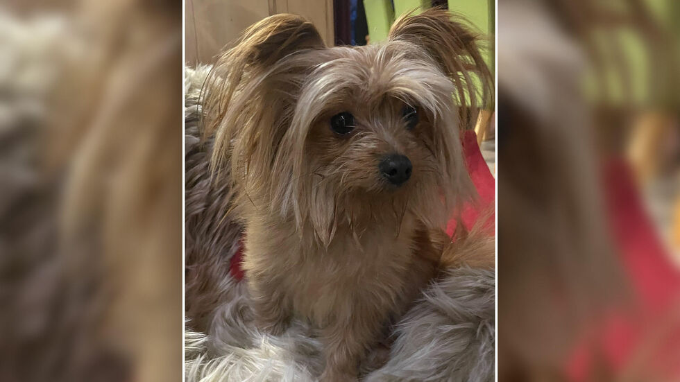 Mini ist am 3. Advent in Reichenberg bei Moritzburg entwischt