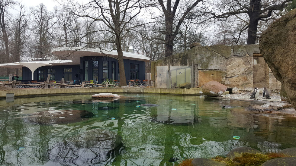 Das Pinguin Café und Gehege (Redaktion) Das Pinguin Café und Gehege (Redaktion)