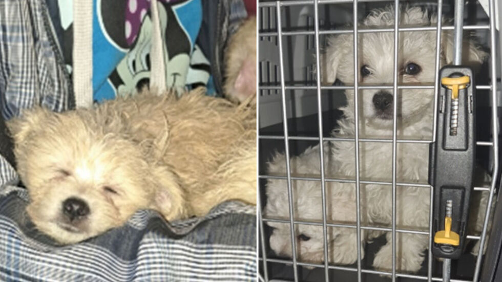 Lange qualvolle Fahrt: Die kleinen Hunde wurden von der Bundespolizei entdeckt. Lange qualvolle Fahrt: Die kleinen Hunde wurden von der Bundespolizei entdeckt.