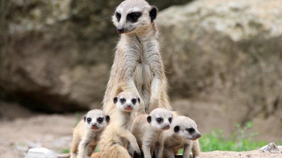 Jeden Samstag in den Herbstferien lädt der Zoo zum Tierpflegertreffen.