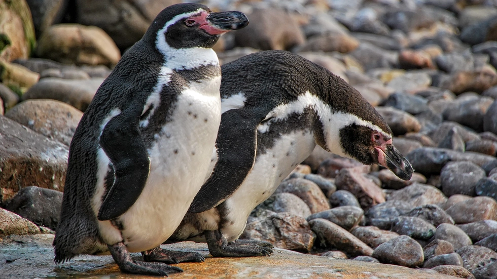 Foto: Zoo Dresden. Im Zoo gibt es zwei neue Pinguine Foto: Zoo Dresden. Im Zoo gibt es zwei neue Pinguine