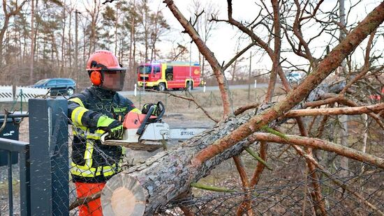 In Pirna-Copitz kippte ein Baum in einen Telefonleitung.